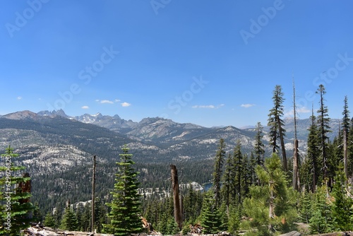 trees and stumps mammoth mountain