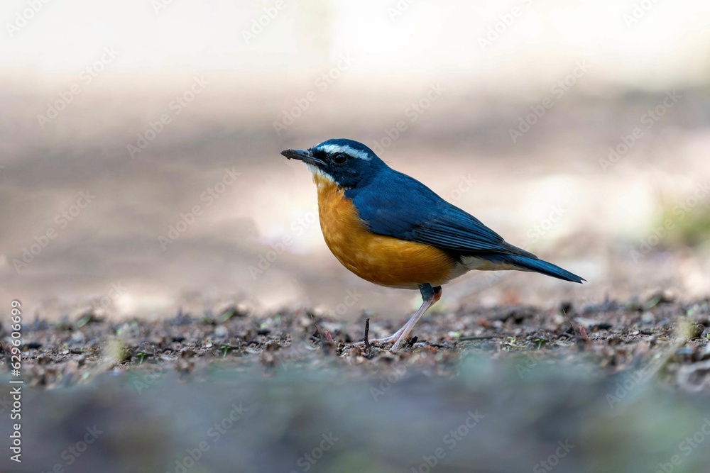 Vibrant yellow and blue Indian blue robin standing on the ground Vibrant yellow and blue Indian blue robin standing on the ground