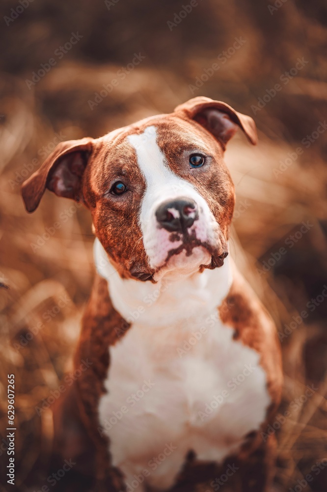 Vertical shot of a close up of an American Staffordshire terrier looking at the camrera