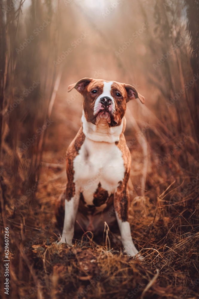 Vertical shot of an American Staffordshire terrier in a dry grassy field.