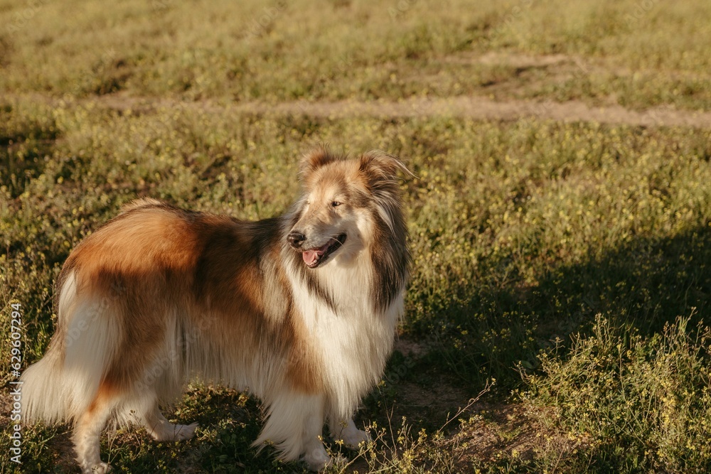 Adorable white and brown Collie standing in a lush green grassy field Adorable white and brown Collie standing in a lush green grassy field