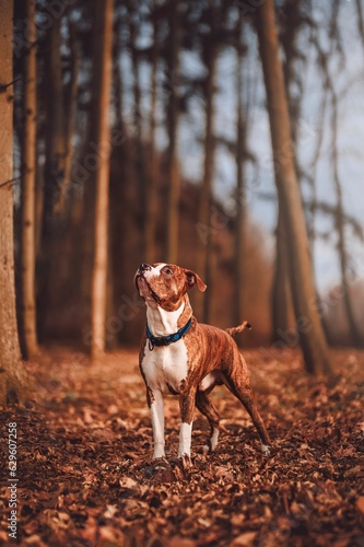 Vertical shot of an American Staffordshire terrier looking up standing in an autumnal color forest. photo