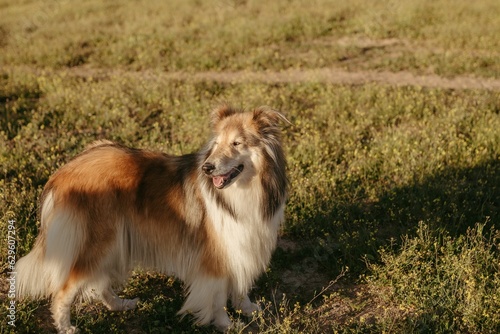 Adorable white and brown Collie standing in a lush green grassy field