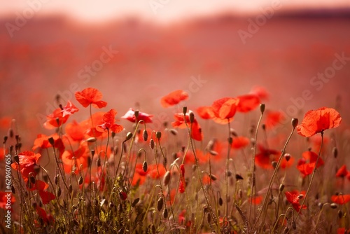 Vibrant image of a field of red poppies illuminated by the sun in the background