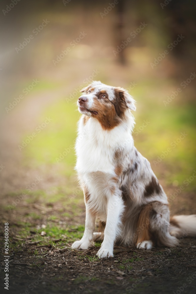 Adorable Australien Shepherd dog standing on top of a lush green meadow, enjoying the sunny day