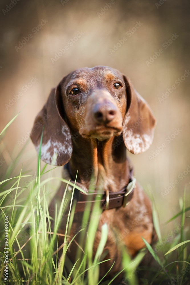 Adorable Dachshund dog standing on top of a lush green meadow, enjoying the sunny day