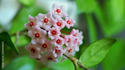 Lush inflorescence of Hoya carnosa. Porcelain flower or wax plant. Waxy plant Hoya carnosa with pink flowers. Hoya carnosa flowers.