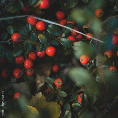 red berries on the plant with leaves on them by harald bjork for stocks
