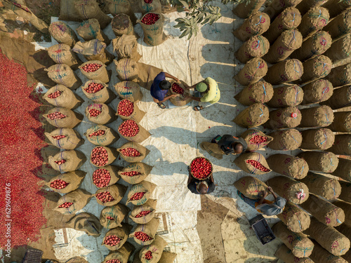Bangladesh - 15 February 2023: Aerial view of a person picking red potatoes in a farmland, Bogura, Bangladesh. photo