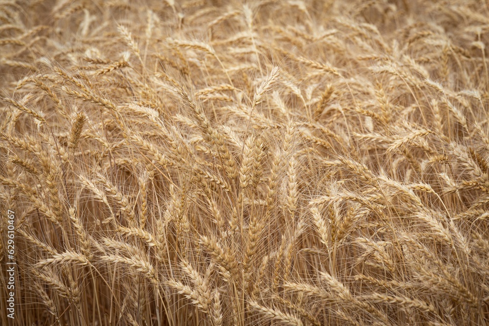 Idyllic wheat field with ripe, thin yellow ears of wheat swaying in the breeze. Idyllic wheat field with ripe, thin yellow ears of wheat swaying in the breeze.