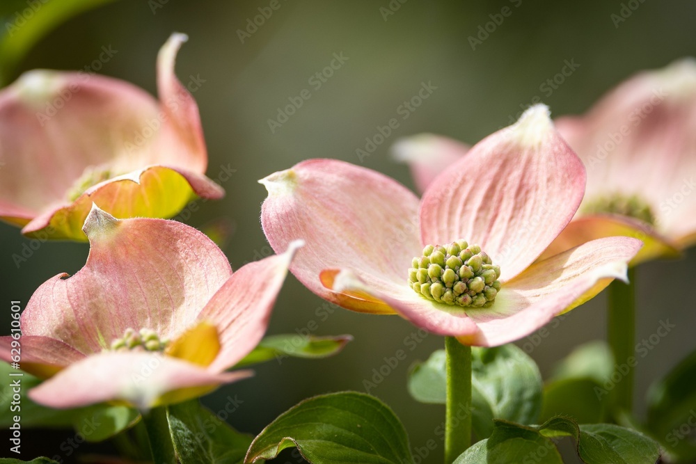 Closeup of pink Cornus florida flowers
