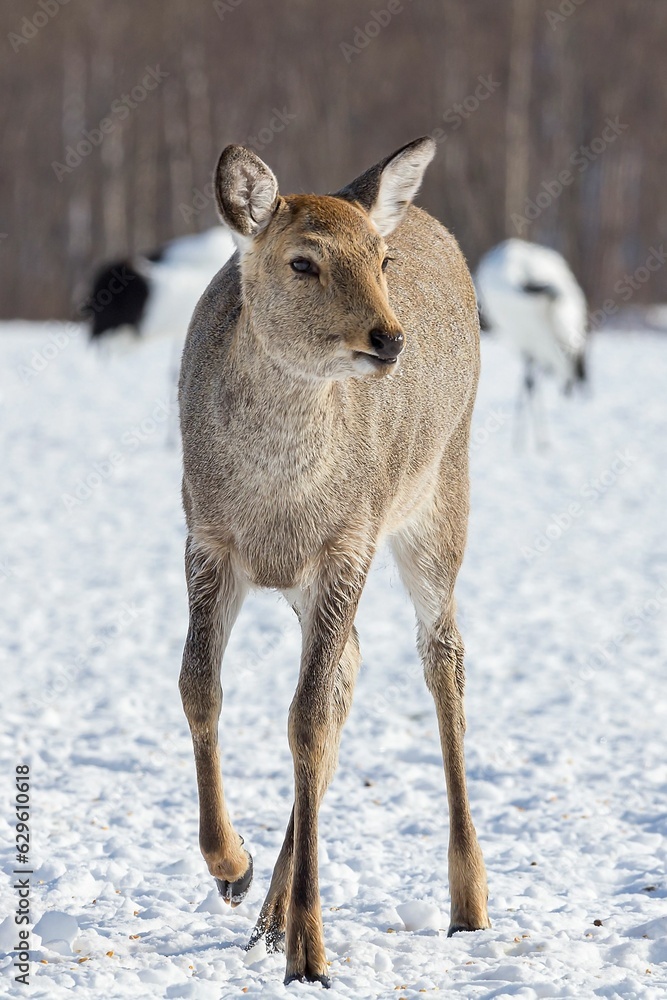 Young deer standing in a peaceful winter scene Young deer standing in a peaceful winter scene