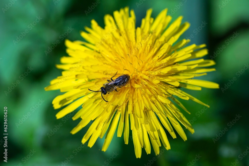 Bee perched on a bright yellow dandelion surrounded by lush, vibrant foliage Bee perched on a bright yellow dandelion surrounded by lush, vibrant foliage
