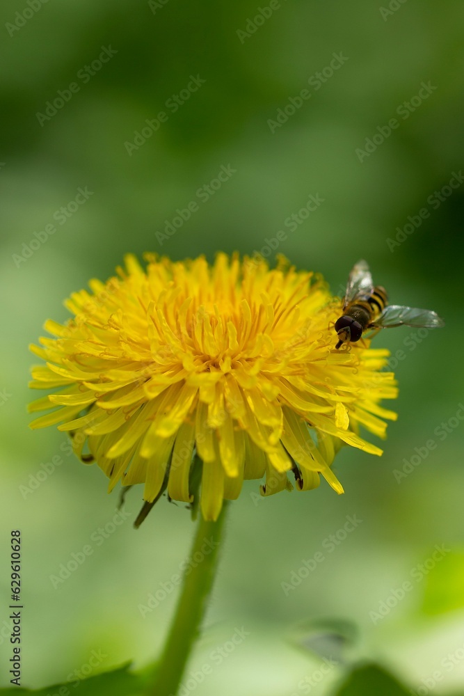 Bee perched on a bright yellow dandelion surrounded by lush, vibrant foliage Bee perched on a bright yellow dandelion surrounded by lush, vibrant foliage
