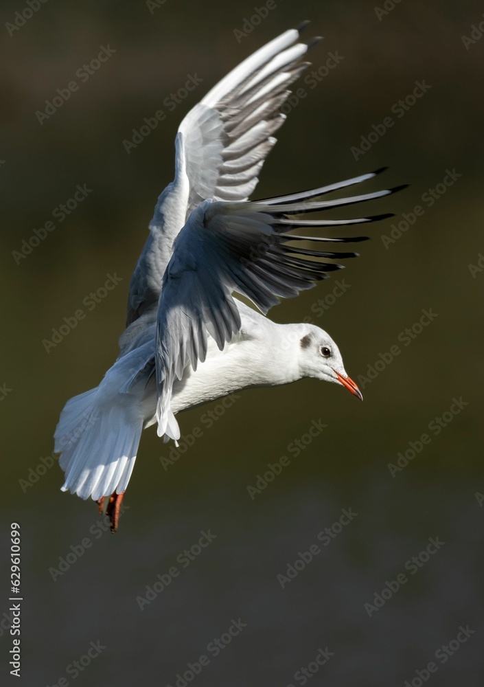 Obraz premium Vertical closeup of a seagull flying in sunlight