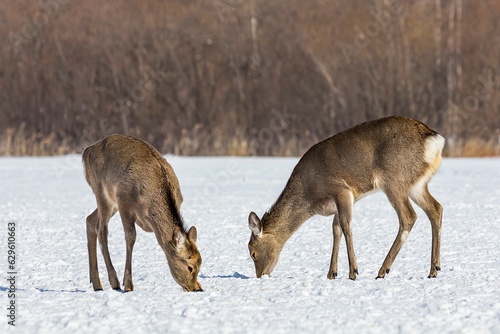 Deers standing in a snow-covered field looking for food