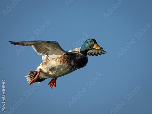 Scenic view of a duck flying above the surface of a lake