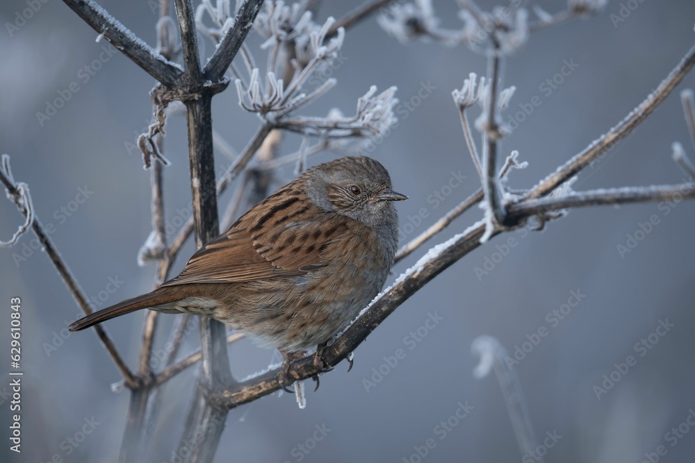 Closeup of a sparrow perched on a tree branch Closeup of a sparrow perched on a tree branch