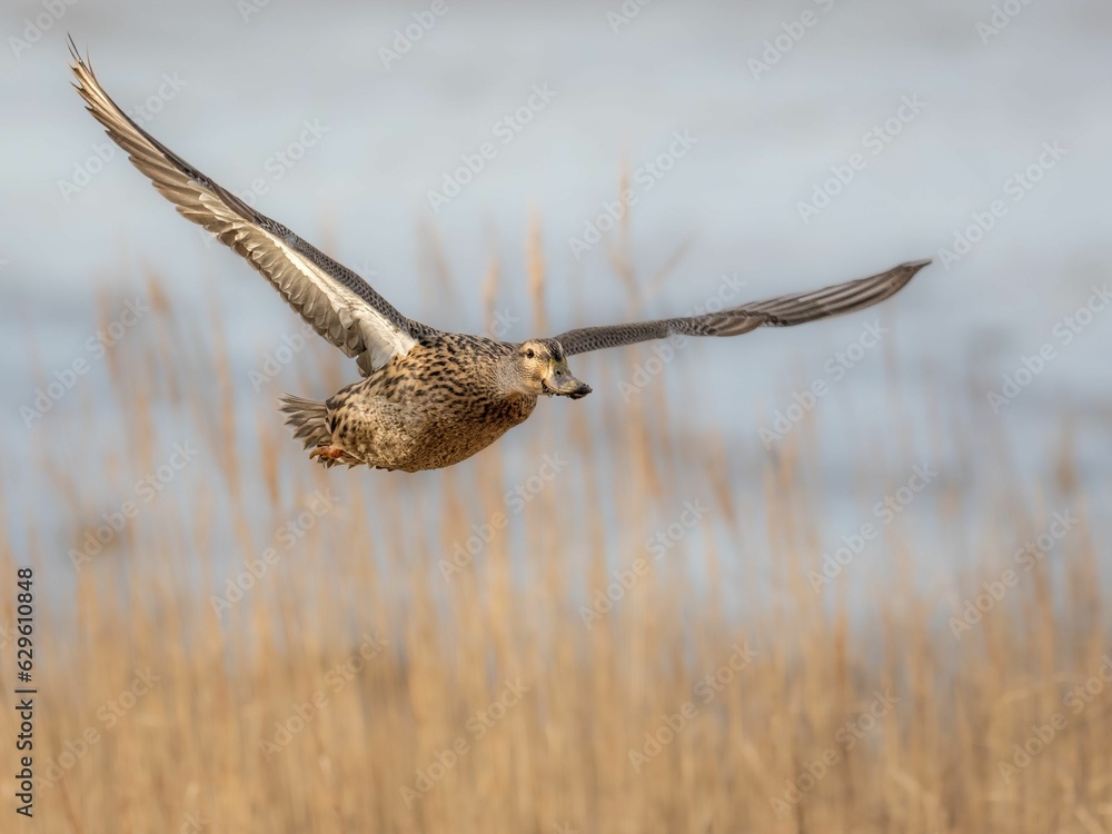 Fototapeta premium Scenic view of a duck flying above the surface of a lake