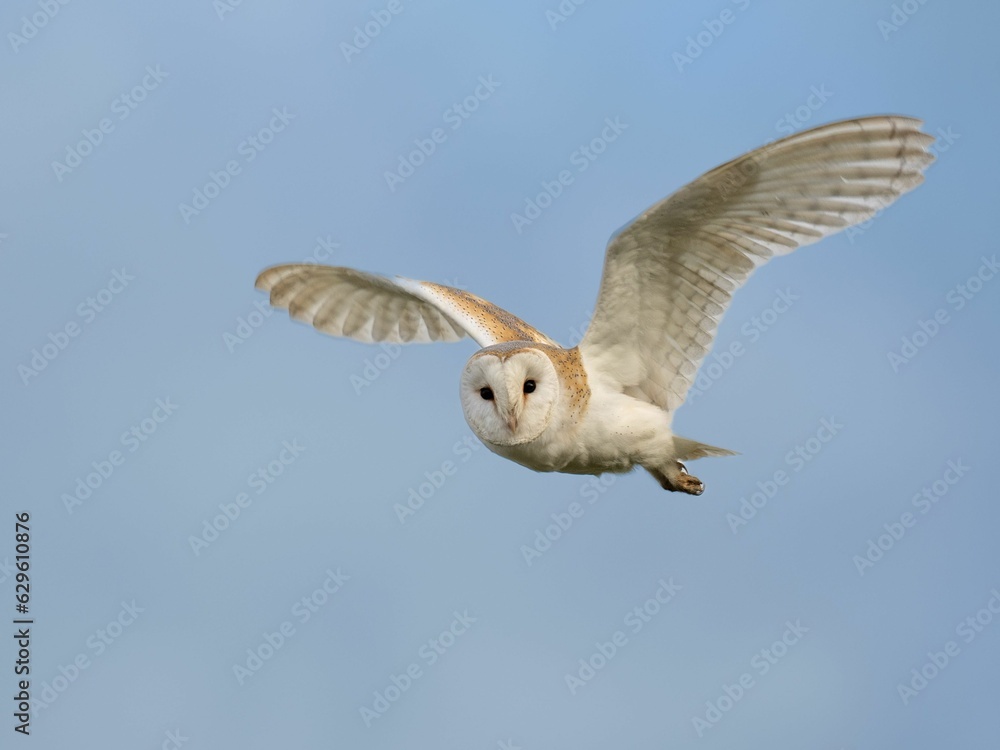 Closeup of a Barn owl flying during a day with a blurry background