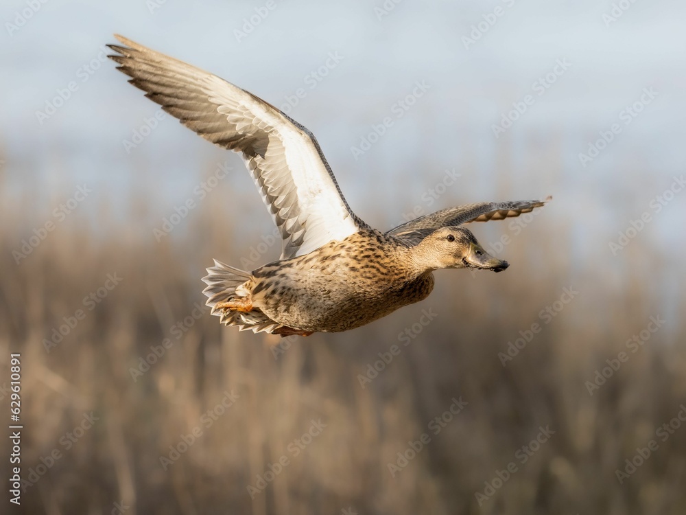 Closeup of a brown Mallard flying during a day with a blurry background Closeup of a brown Mallard flying during a day with a blurry background