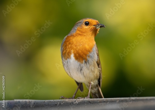 Vibrant red breasted robin perched on a wooden railing, capturing a small insect in its beak