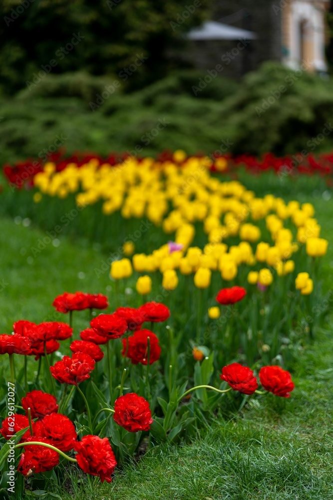 Picturesque landscape featuring a vast expanse of bright red and yellow tulips in bloom