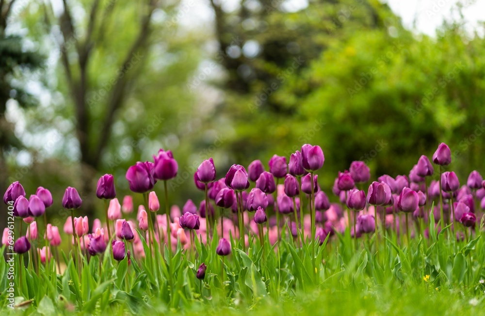 Picturesque landscape featuring a vast expanse of bright purple  tulips in bloom