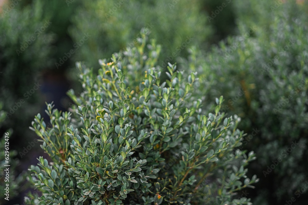 Close-up of a common box bush growing against a softly blurred background