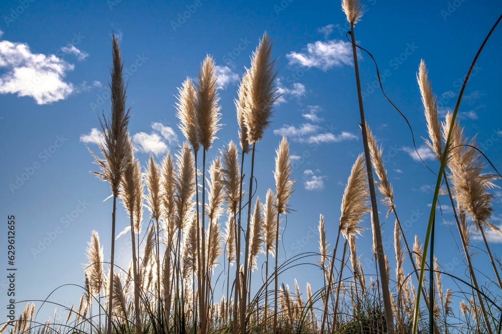 tall toitoi grass backlit with winter tall toitoi grass backlit with winter