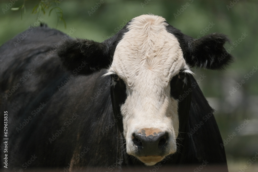 Black baldie cow with white face for animal portrait closeup with patches on eyes. Black baldie cow with white face for animal portrait closeup with patches on eyes.