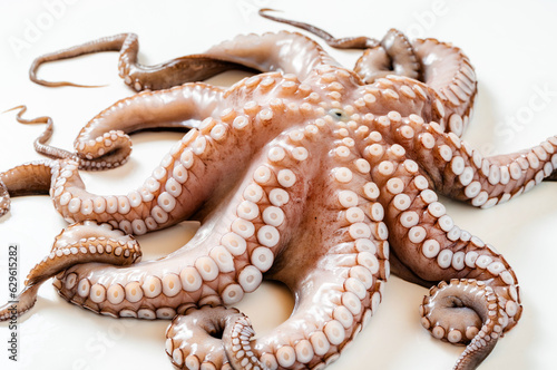 big beautiful fresh raw octopus on white. food. background