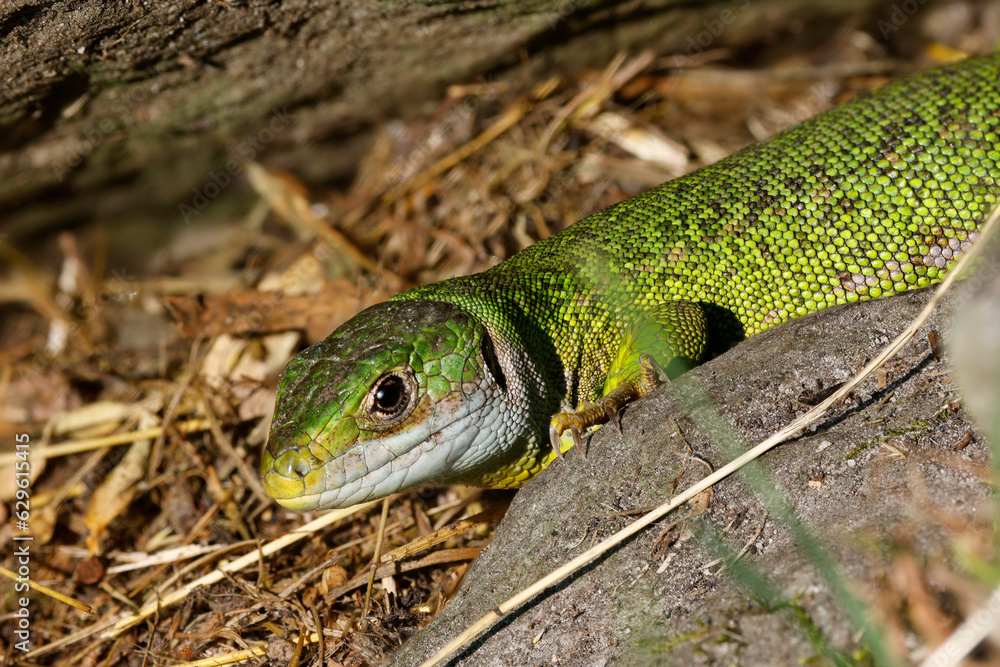 Westliche Smaragdeidechse (Lacerta bilineata) Westliche Smaragdeidechse (Lacerta bilineata)