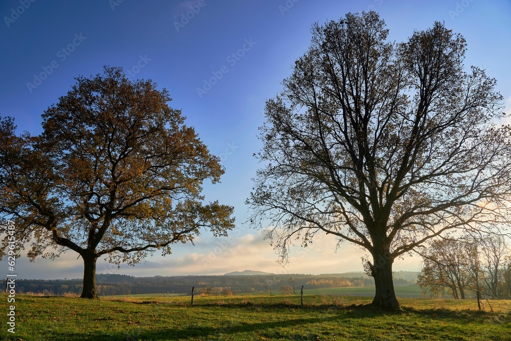 autumn landscape with two trees