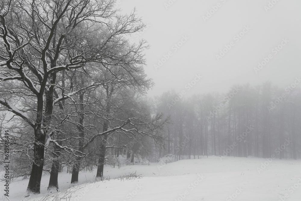 Beautiful, wintry scene featuring an abundance of leafless trees covered in a fresh layer of snow Beautiful, wintry scene featuring an abundance of leafless trees covered in a fresh layer of snow