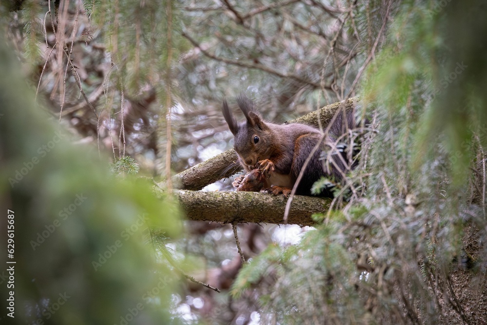 Close-up of a small red squirrel perched on a tree branch, enjoying a snack Close-up of a small red squirrel perched on a tree branch, enjoying a snack