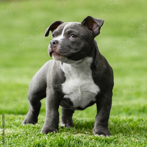 Closeup shot of a cute American Bully puppy on a grassy field