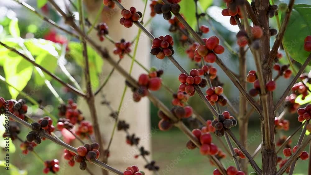 Closeup video of branch with red coffee fruits on a blurred background Closeup video of branch with red coffee fruits on a blurred background