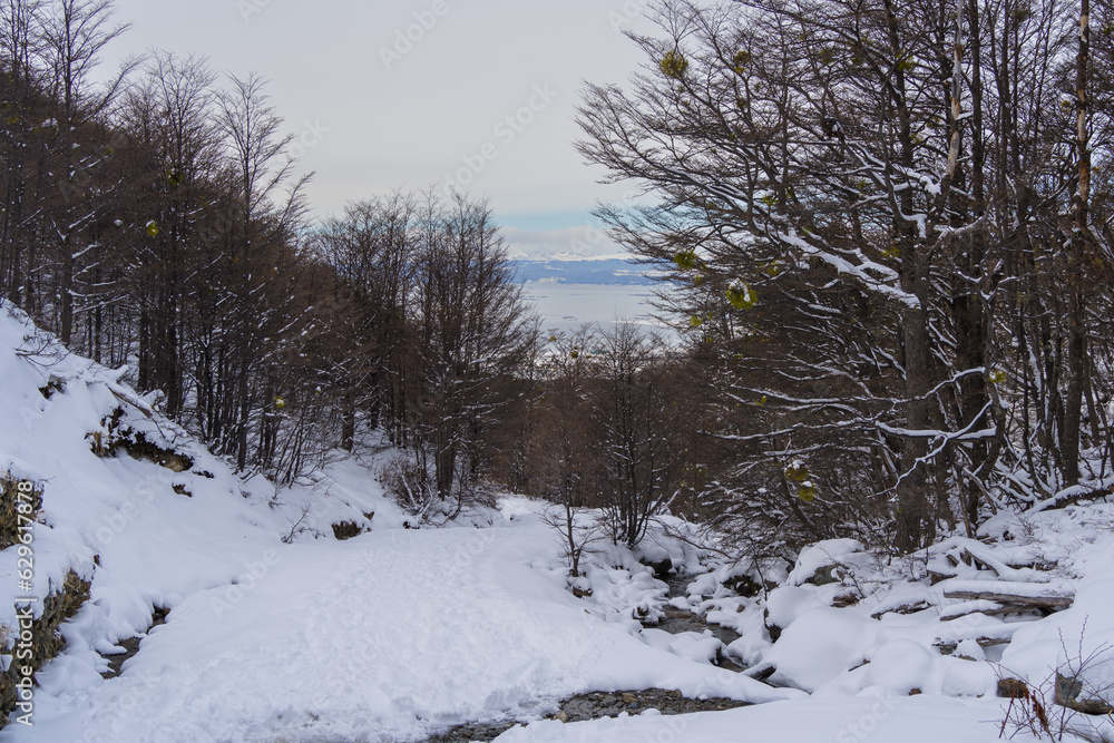 SNOWY LANDSCAPE IN USHUAIA, TIERRA DEL FUEGO, ARGENTINA. SNOWY FOREST AND VIEW OF THE BEAGLE CHANNEL. ARGENTINE PATAGONIA. SNOWY LANDSCAPE IN USHUAIA, TIERRA DEL FUEGO, ARGENTINA. SNOWY FOREST AND VIEW OF THE BEAGLE CHANNEL. ARGENTINE PATAGONIA.