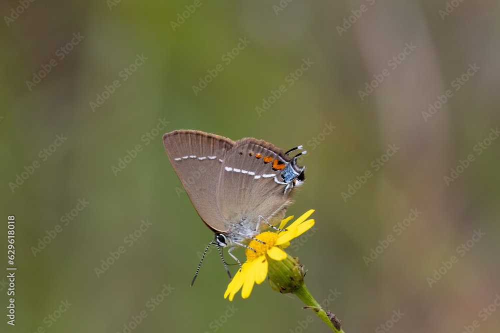 Fototapeta premium Kreuzdorn-Zipfelfalter (Satyrium spini)