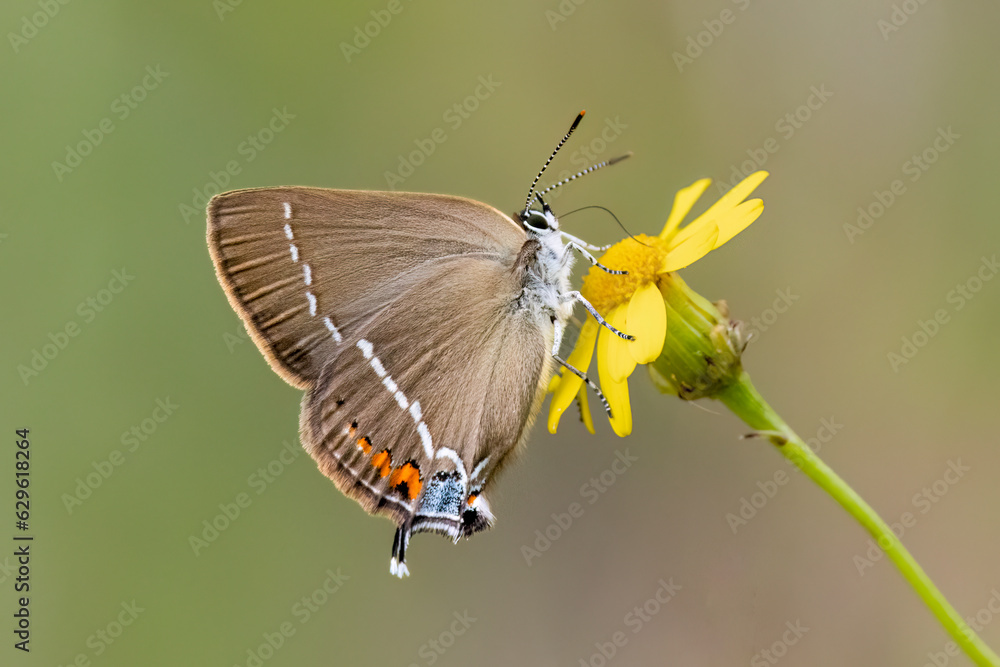 Fototapeta premium Kreuzdorn-Zipfelfalter (Satyrium spini)