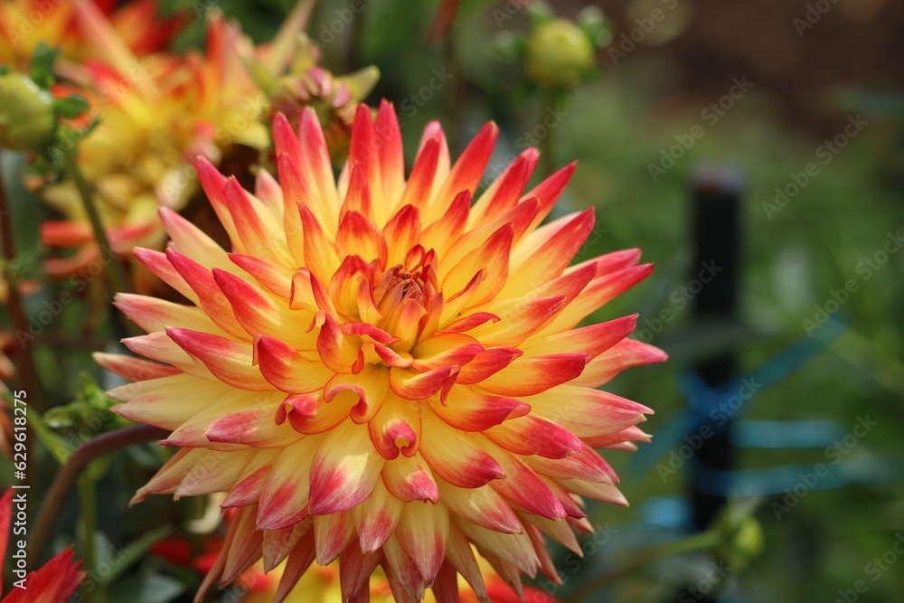 Dahlia cultivé Dahlia cultivé