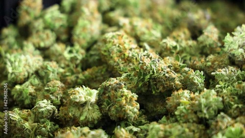 Closeup video of green bright dried cannabis buds for healthcare