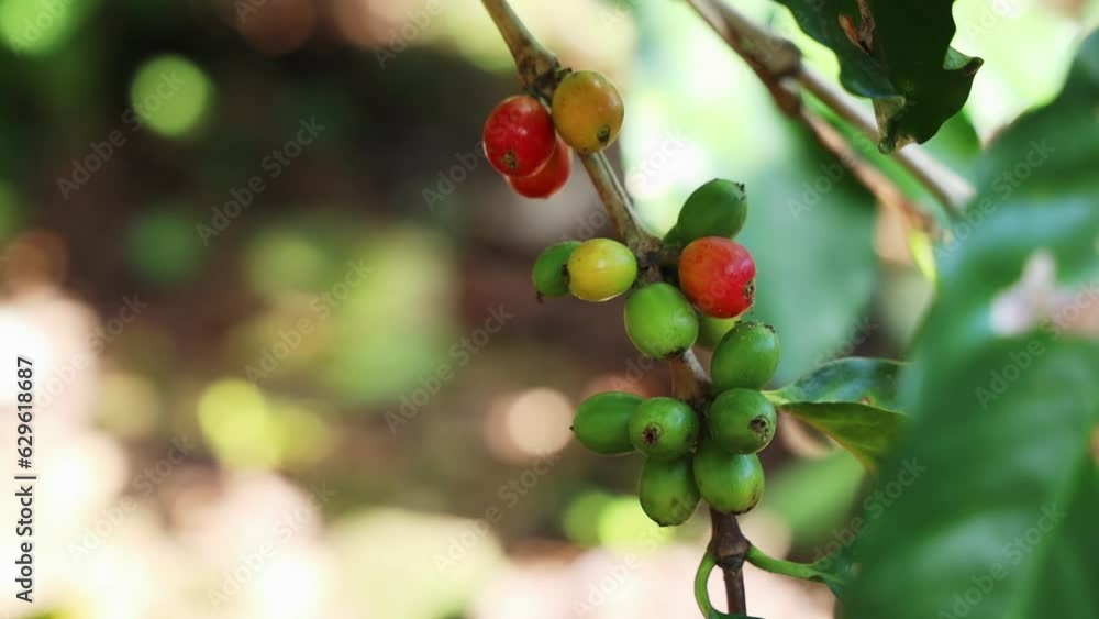Close-up view of coffee beans growing on a tree Close-up view of coffee beans growing on a tree