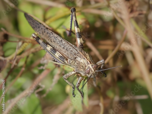 Big grasshopper closeup