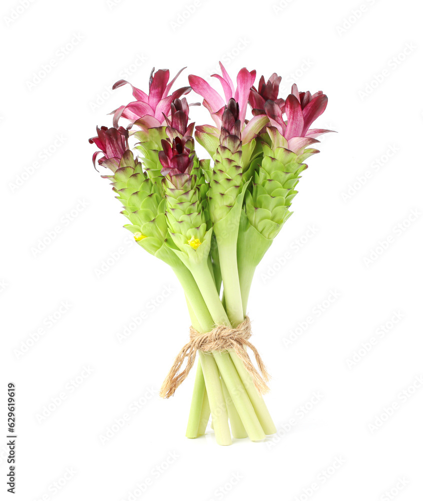 Obraz premium Purple siam tulip flowers isolated on white background with clipping path.