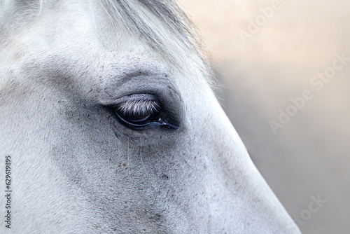 Close up shot - eye of white horse
