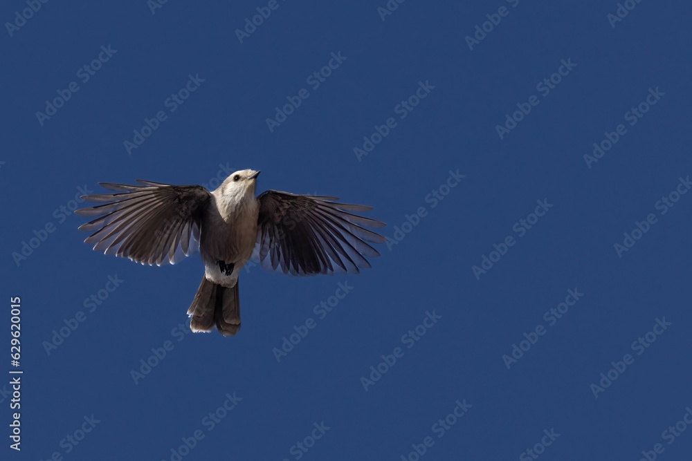 Fototapeta premium Kite in flight against a clear blue sky with its wings fully extended
