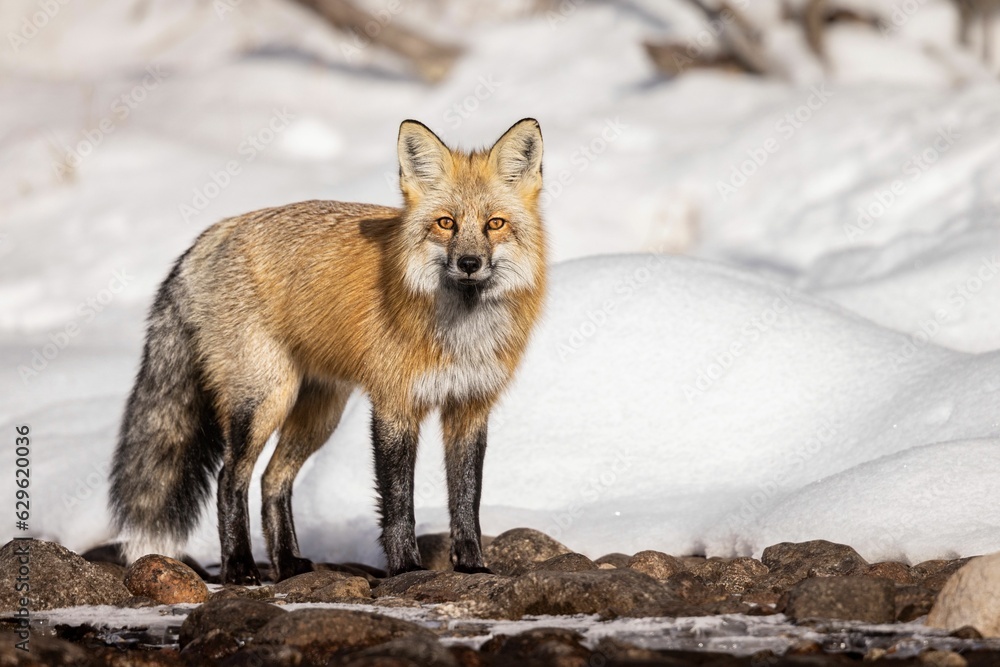 Obraz premium Majestic red fox in the picturesque winter landscape, on the pristine white blanket of snow