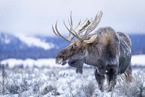 Majestic moose is resting in a tranquil wintery landscape, featuring a snow-covered field photo
